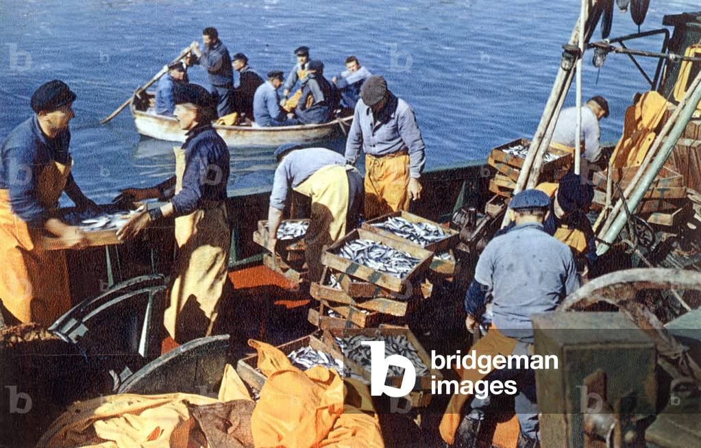 Quiberon (Brittany, France): sardine boats, c. 1965