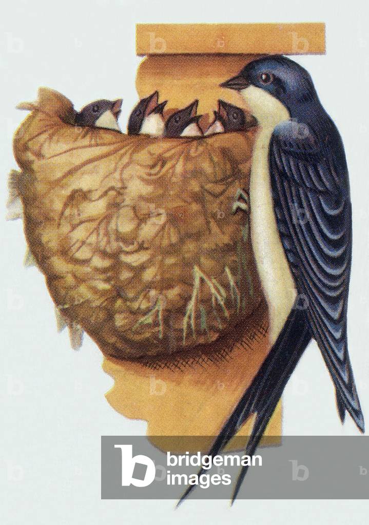 Swallow, illustration, 1963