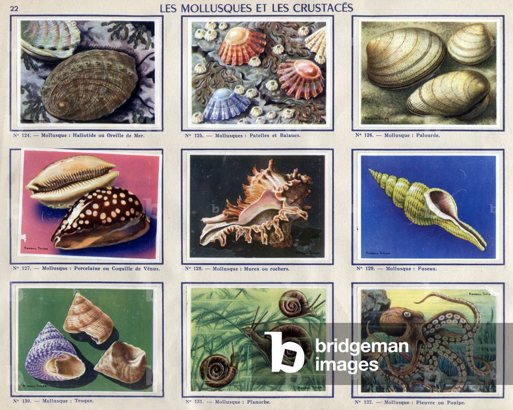 Molluscs, illustrations from an album published by Cantaloup Catala chocolate factory, France, 1955