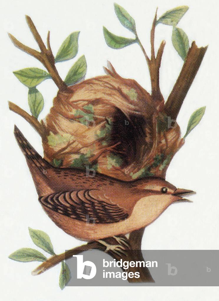 Winter Wren, illustration, 1963