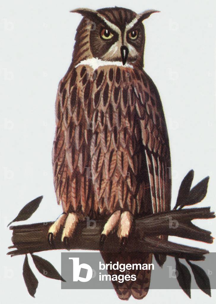Eurasian Eagle-owl, illustration, 1963