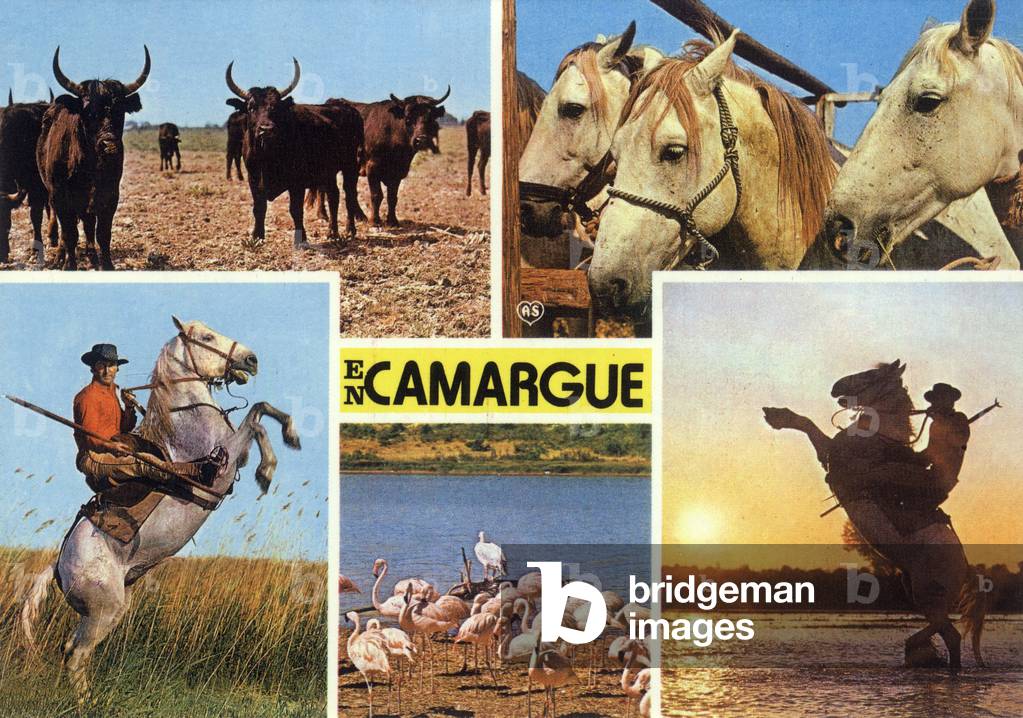 Camargue, France, Postcard, c. 1979 (Postcard)