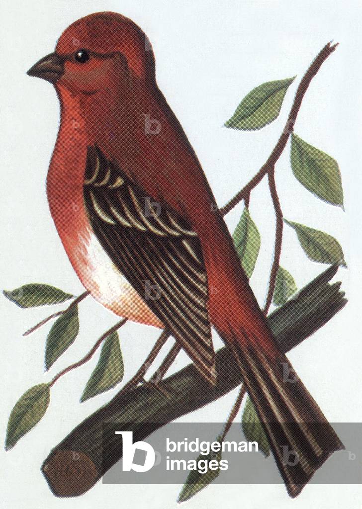 Finch, illustration, 1963