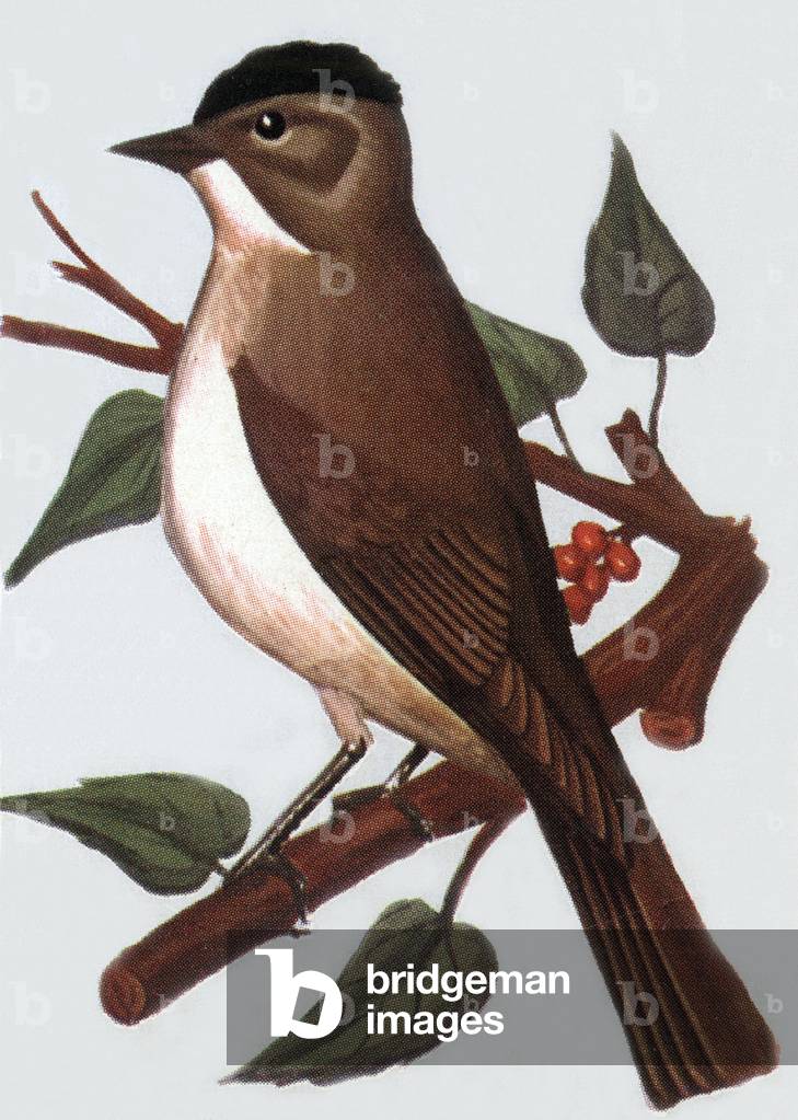 Warbler, illustration, 1963