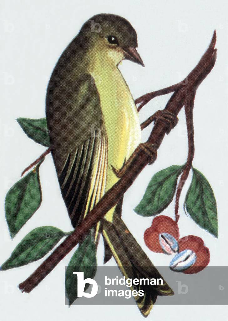 Greenfinch, illustration, 1963