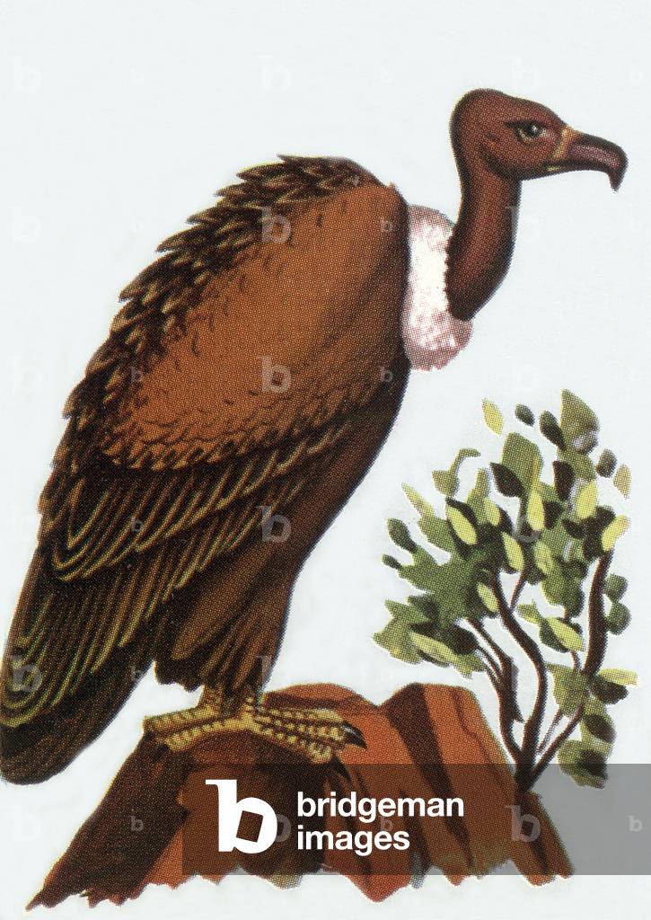 Vulture, illustration, 1963