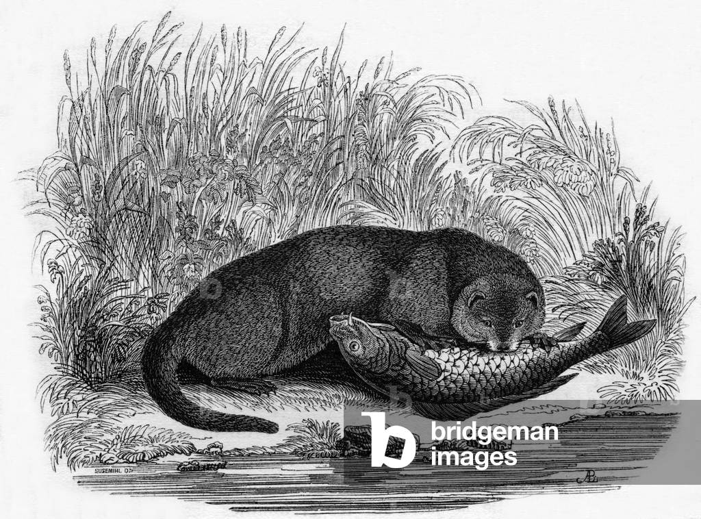 Otter of the 