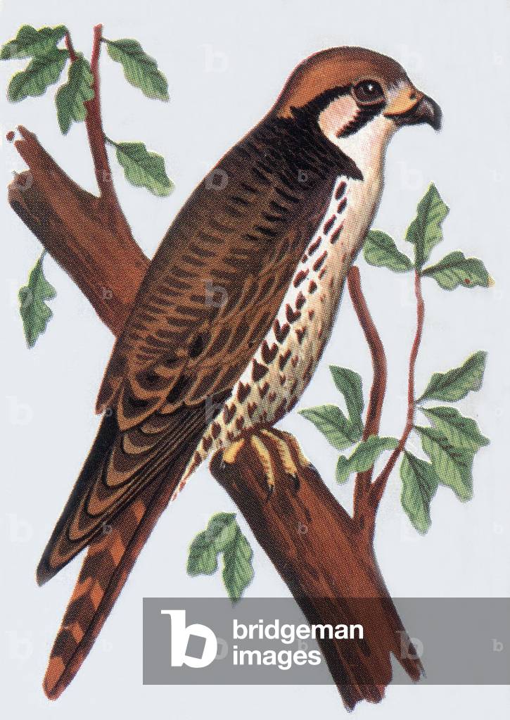 Falcon, illustration, 1963