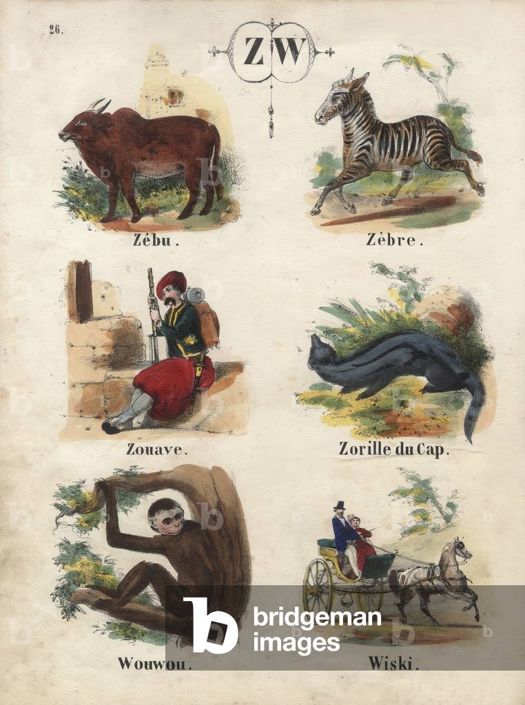 Letters Z and W illustrated, 19th century (engraving)