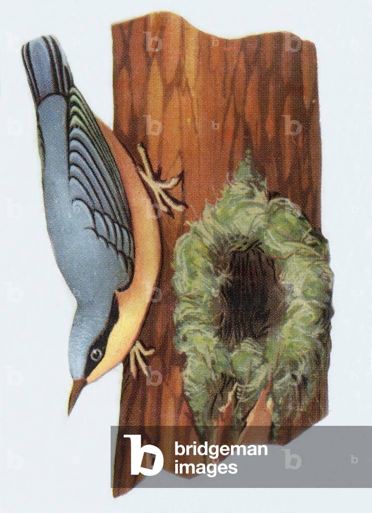 Nuthatch, illustration, 1963