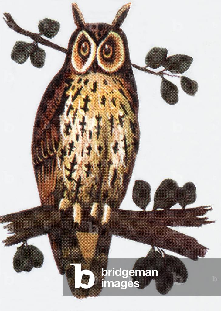 Long-eared Owl, illustration, 1963
