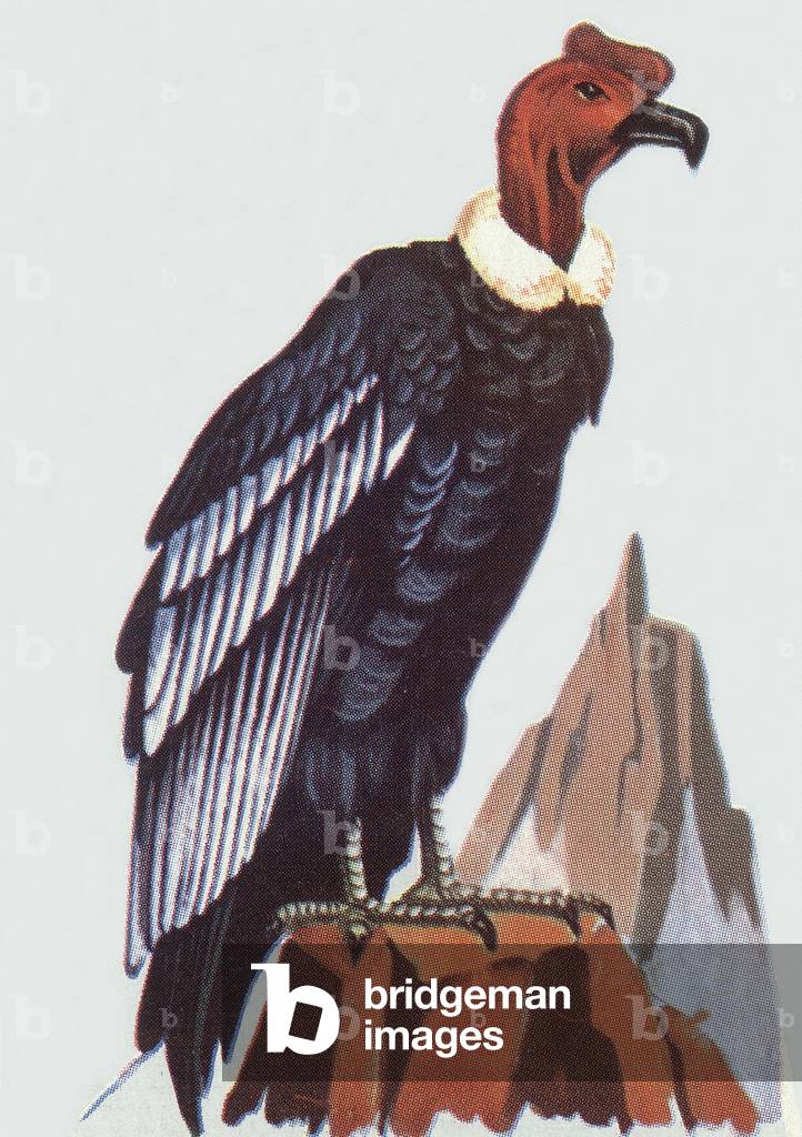 A Condor, illustration, 1963
