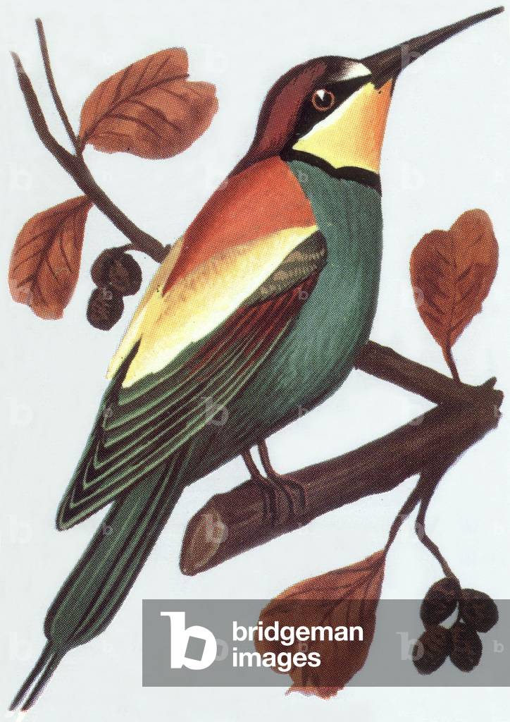 Bee-eater, illustration, 1963