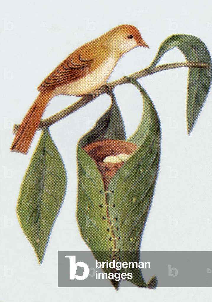 Warbler Tailorbirds (to make a nest, this bird sewing leaves), illustration, 1963