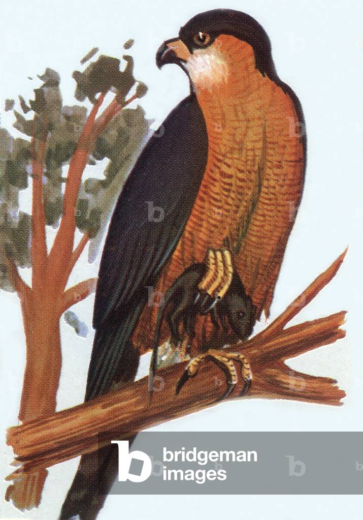 Sparrowhawk, illustration, 1963