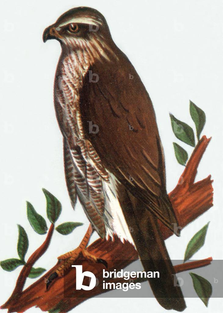 Goshawk, illustration, 1963