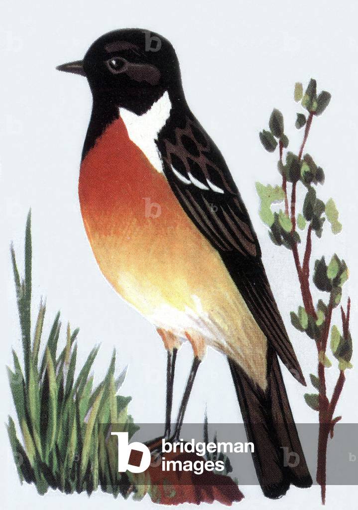 Wheatear, illustration, 1963
