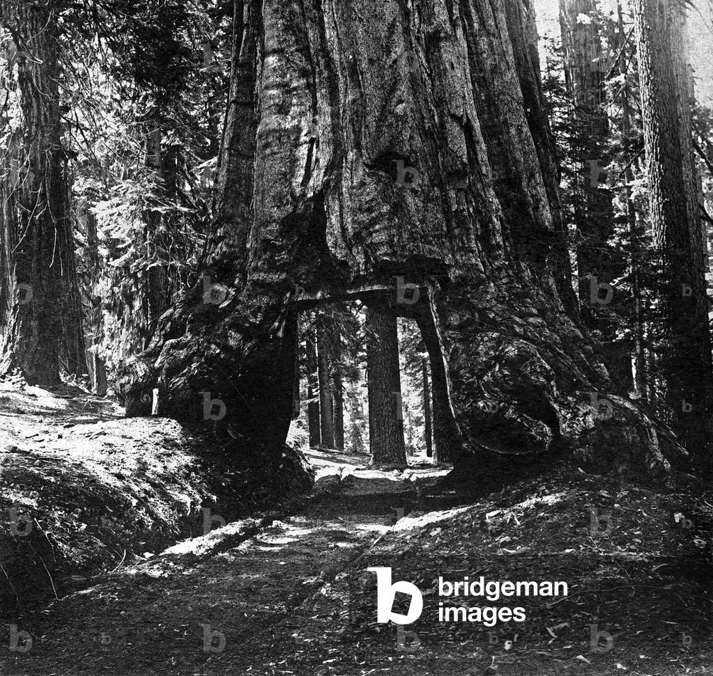 Wanona, the Big Tree, Mariposa Grove, California, c. 1896