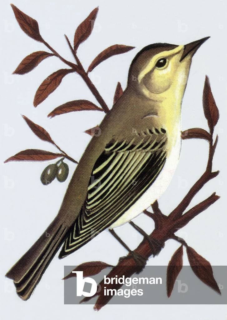 Wood Warbler, illustration, 1963