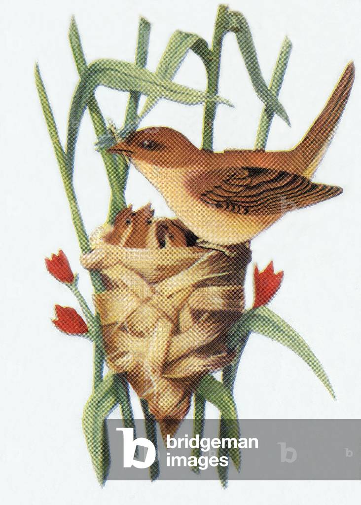 Reed-Warbler, illustration, 1963