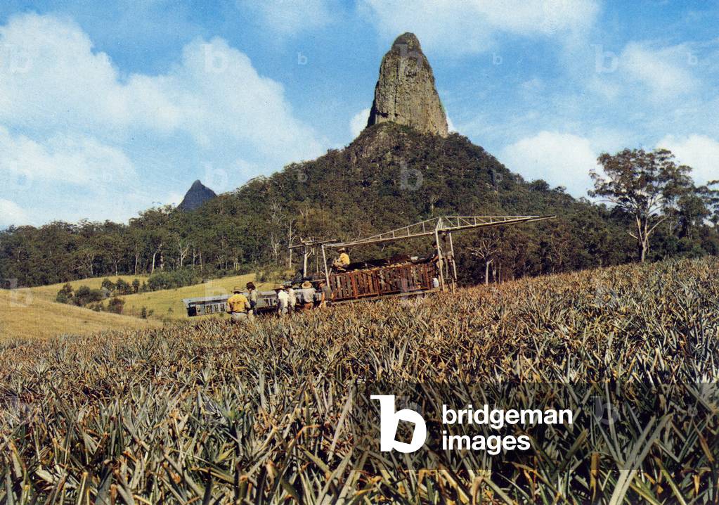 Glass house mountains, Sunshine Coast: harvesting pineapples, c. 1975 (postcard)