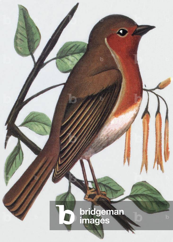 Robin (redbreast),  1963 (illustration)