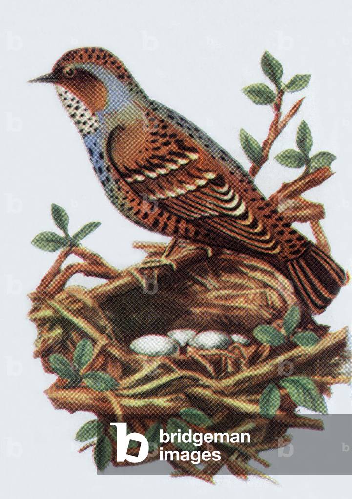 Accentor, illustration, 1963