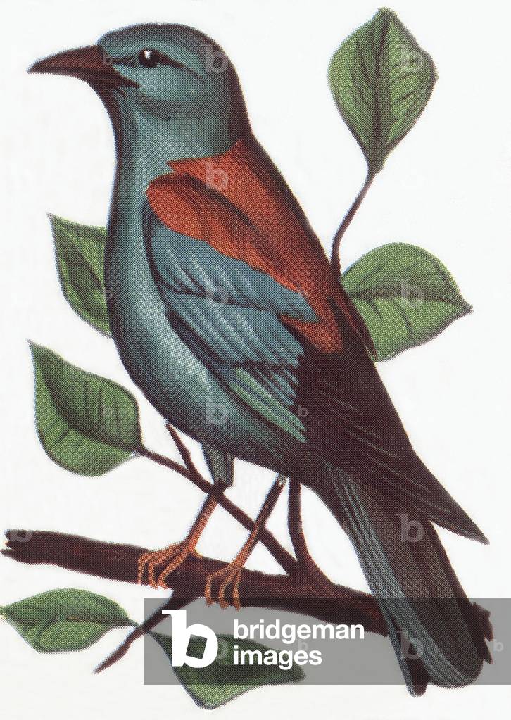 Roller, illustration, 1963