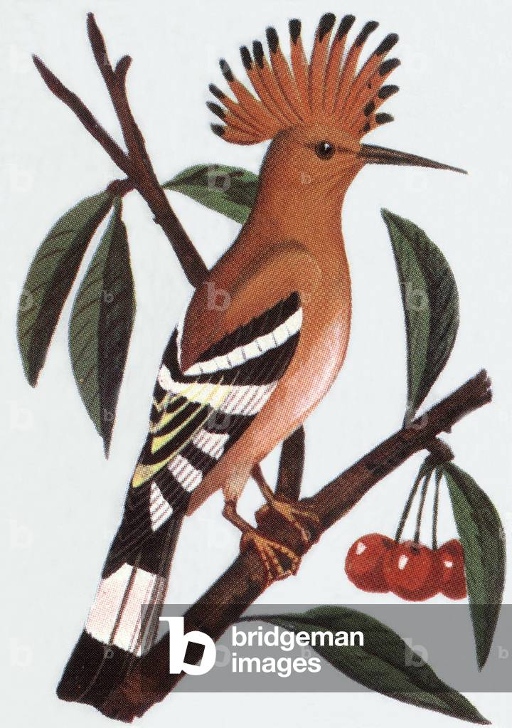 Hoopoe, 1963 (illustration)