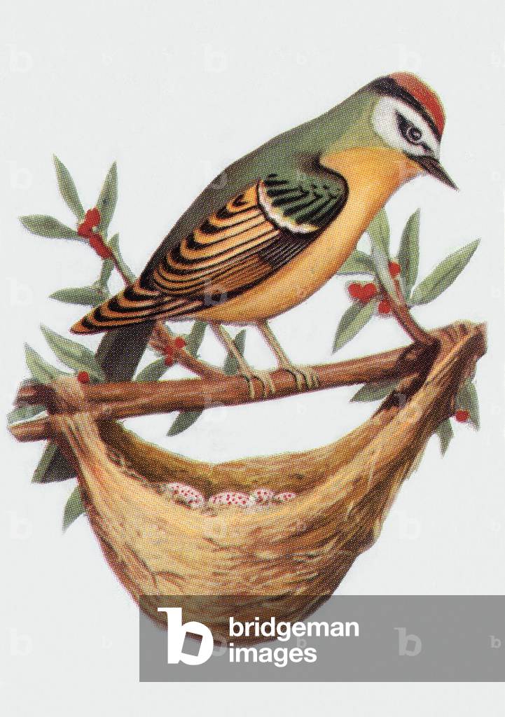 Goldcrest, illustration, 1963