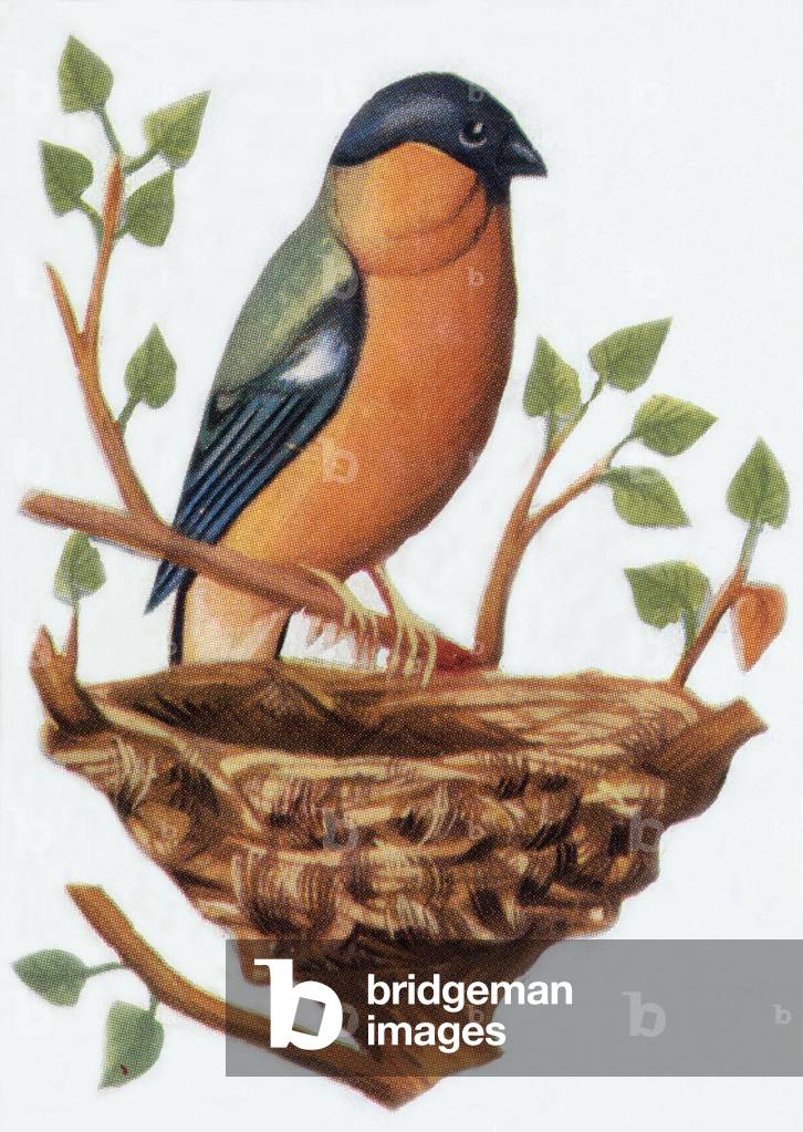 Bullfinch, illustration, 1963