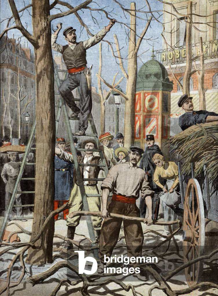 pruning of tress in Paris, illustration from french newspaper 