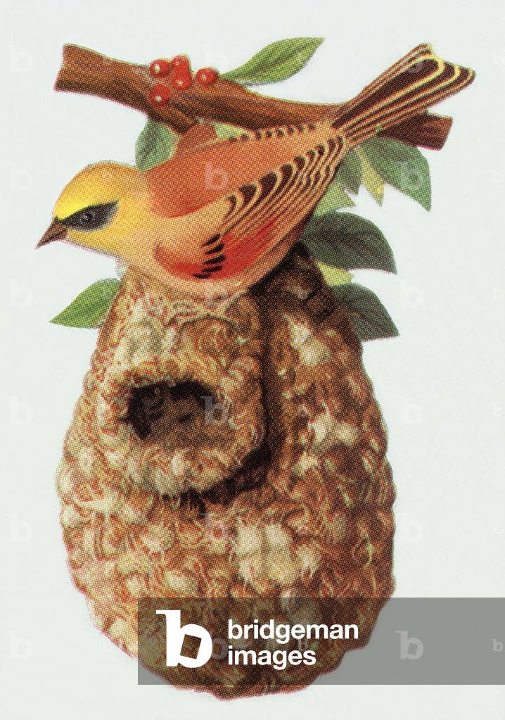 The European Tit, illustration, 1963