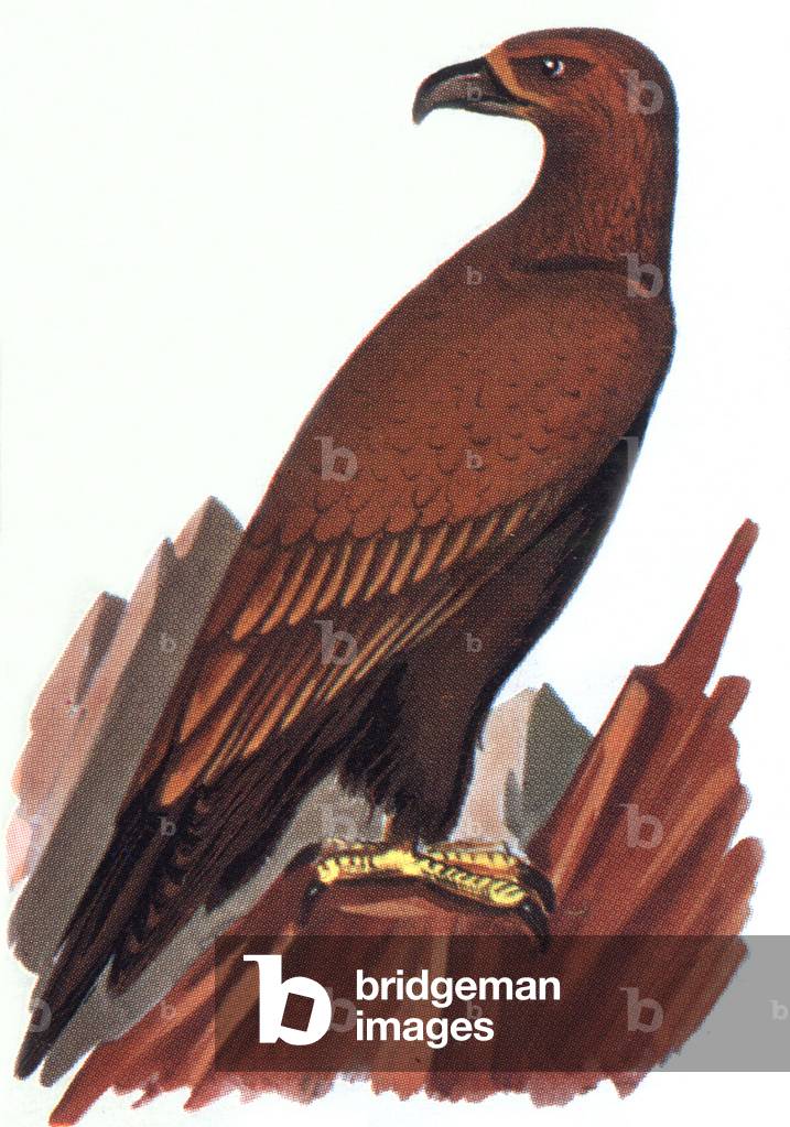 Golden Eagle, illustration, 1963