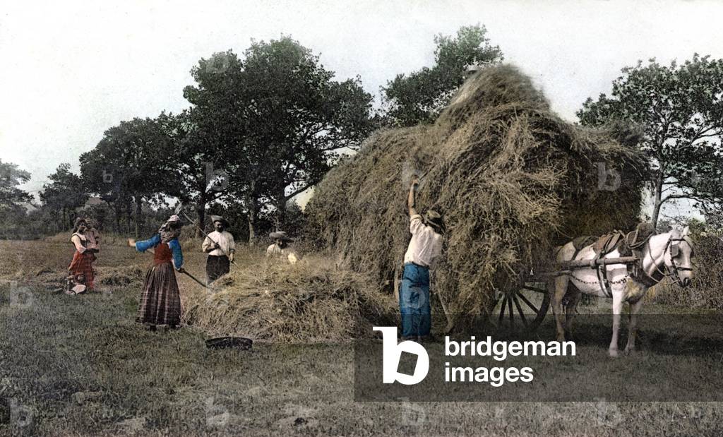 the hay, Postcard, c. 1906