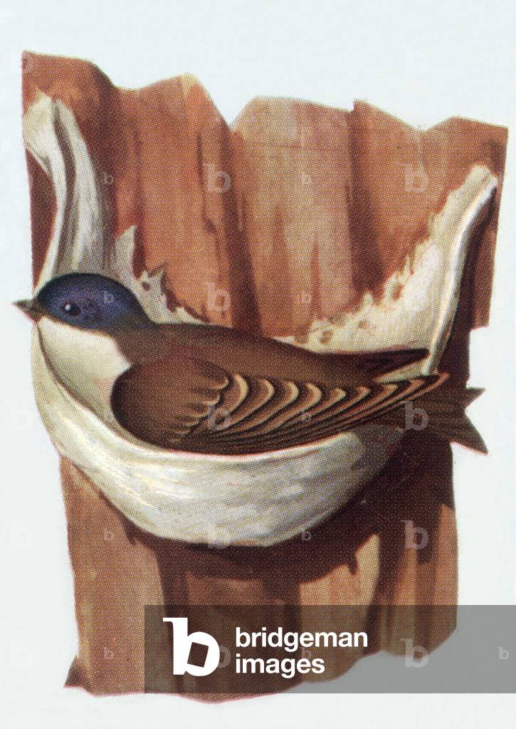 Swiftlet , illustration, 1963