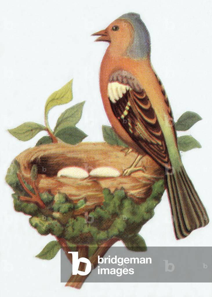 Chaffinch at the nest, illustration, 1963