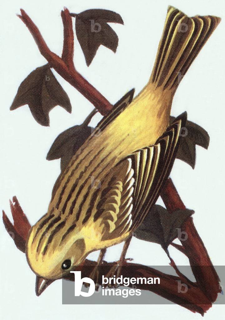 European Serin, illustration, 1963