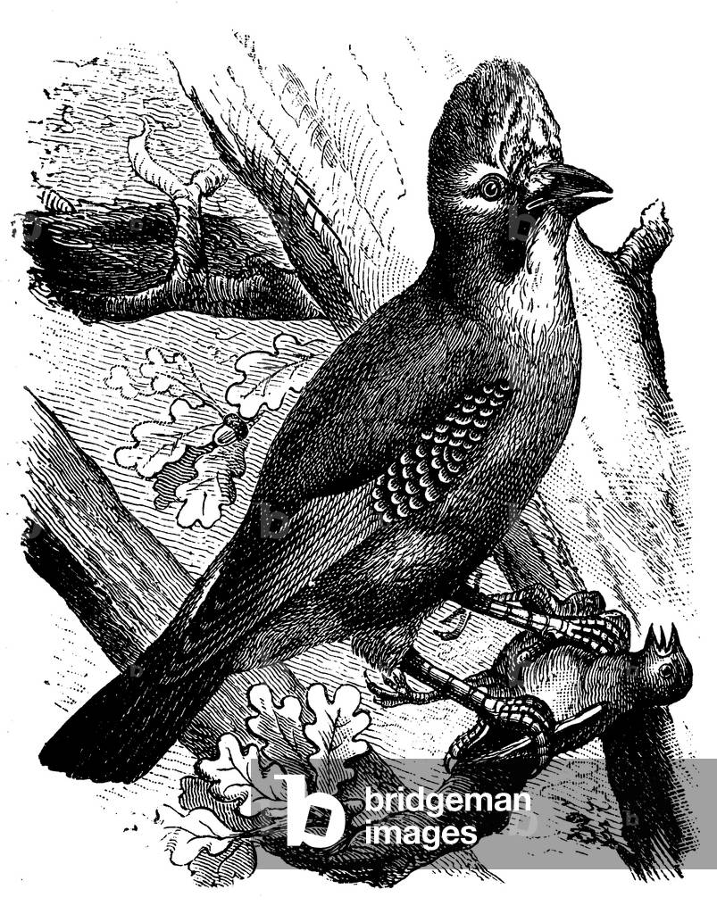 Jay