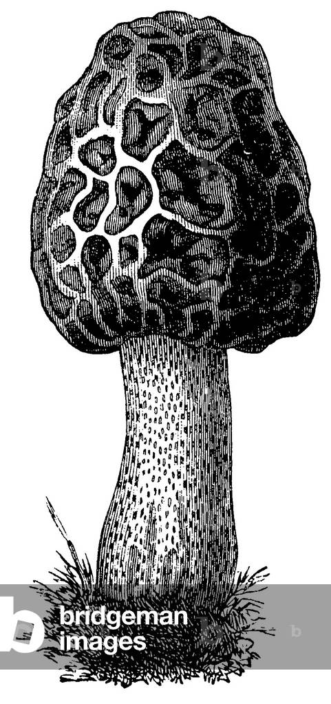Common morel, morel, yellow morel, true morel, morel mushroom, sponge morel