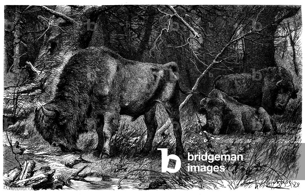 Bison, aurochs
