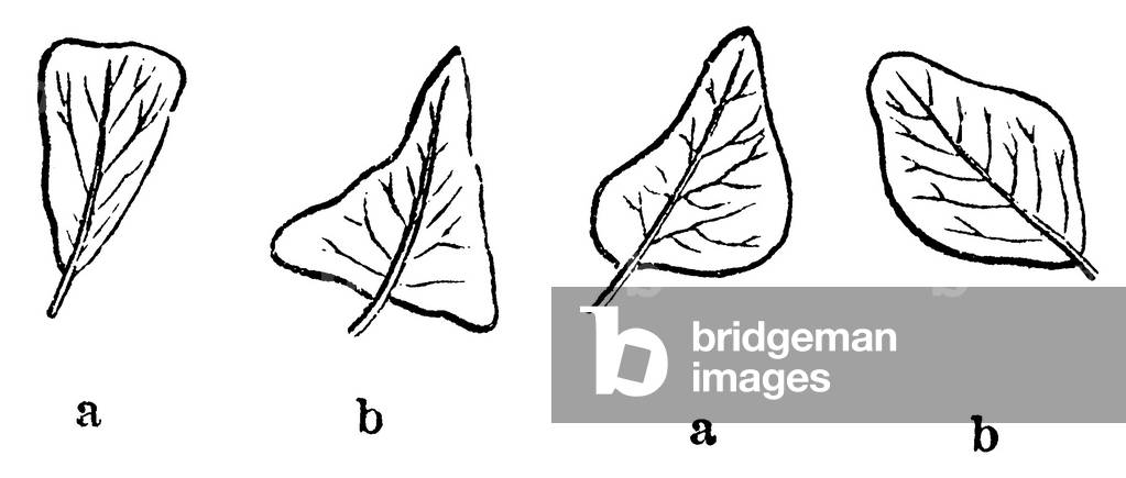 Leaf shapes
