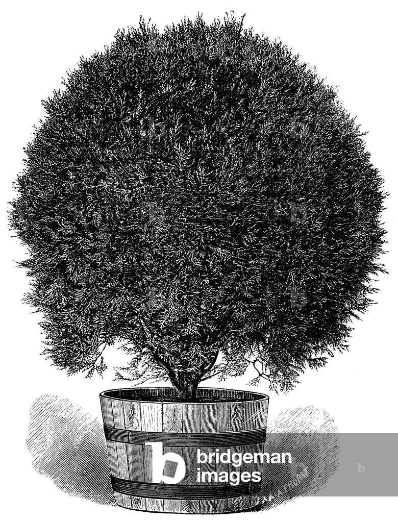 Chinese Tree of Life