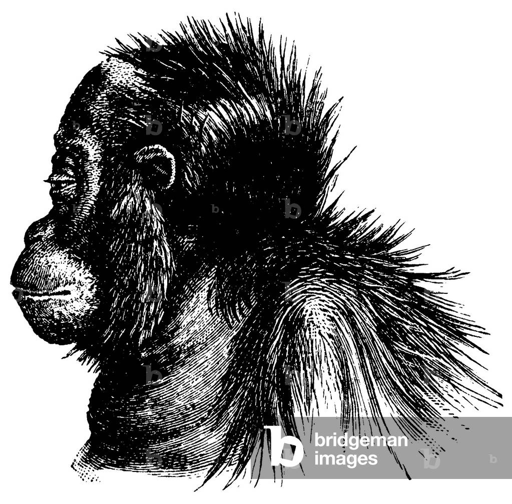 Orang-Utan, Pongo pygmaeus, portrait, side view