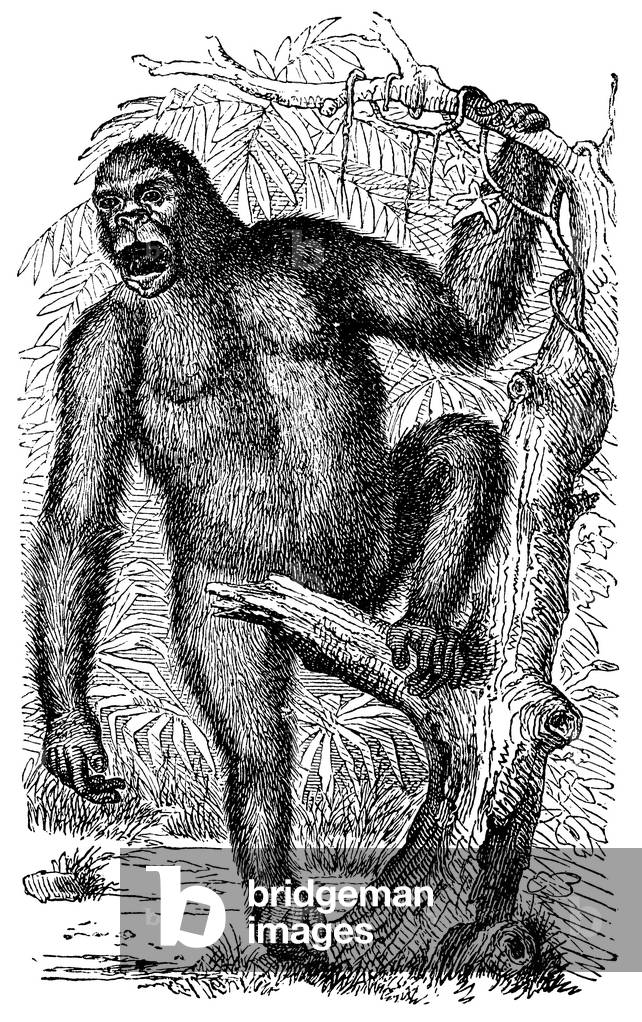 Gorilla, Gorilla gorilla, male, silverback, roaring