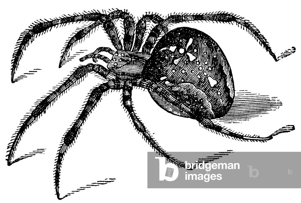 Garden spider