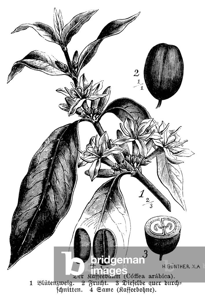 Coffee tree flower, fruit and seeds