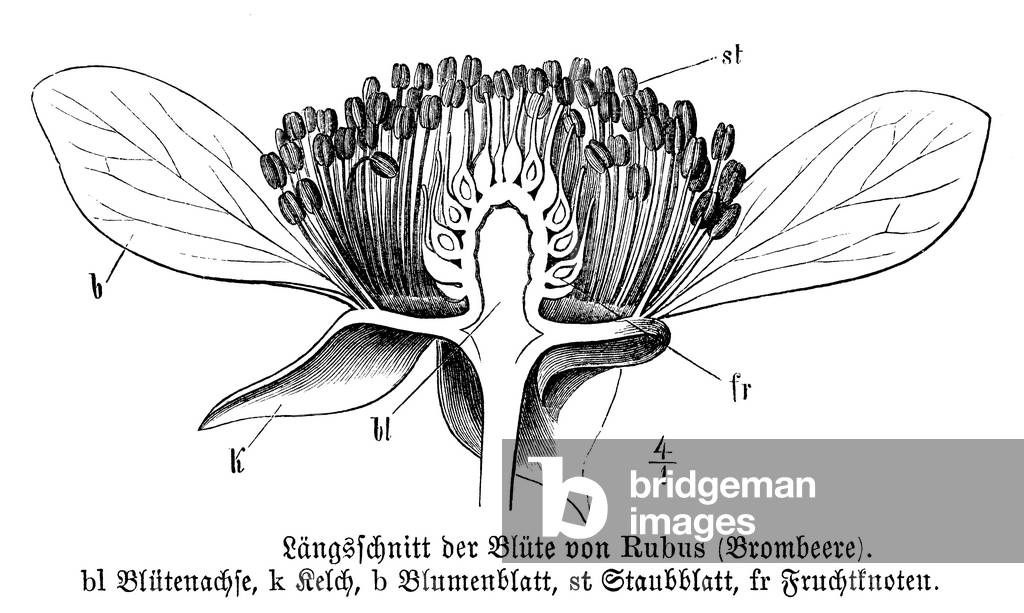 Blackberry: Flower in longitudinal section