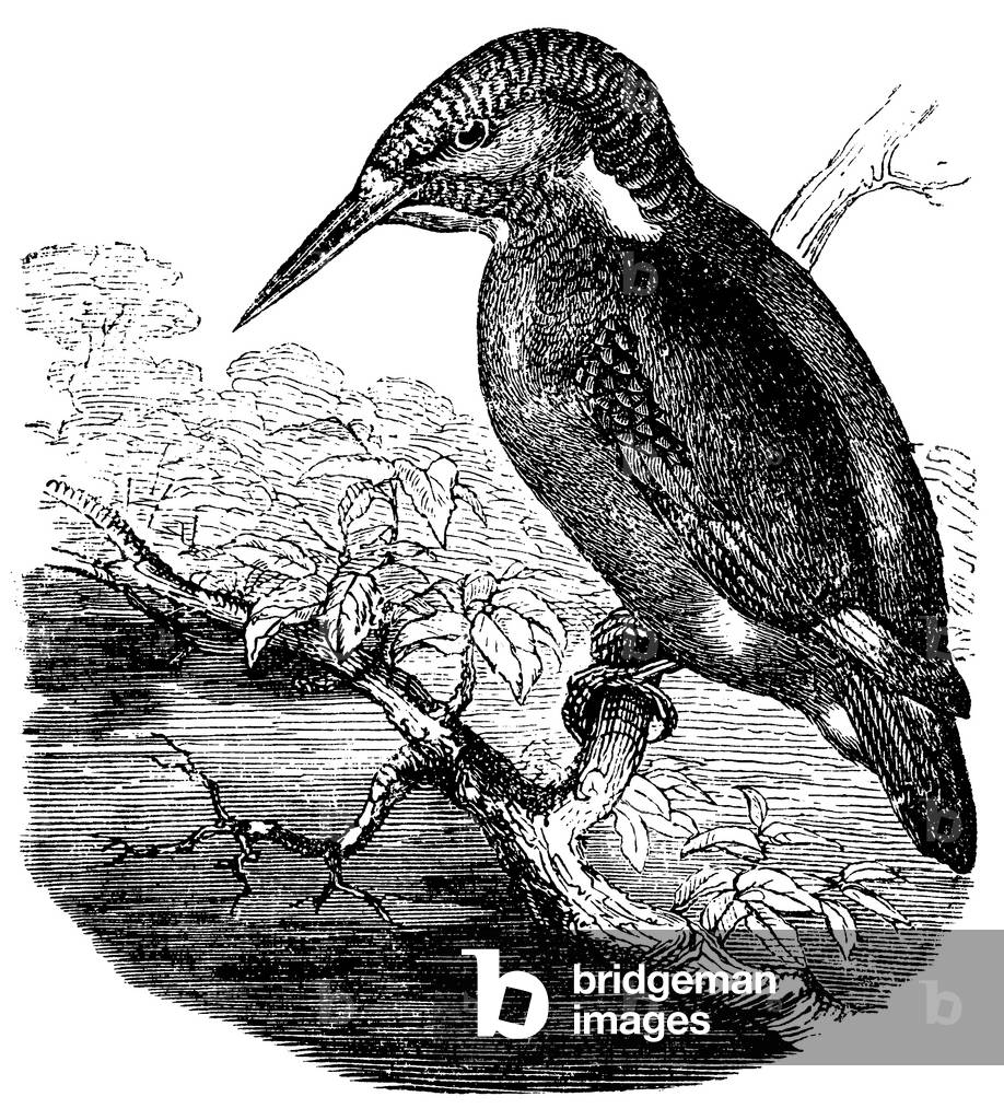 Kingfisher
