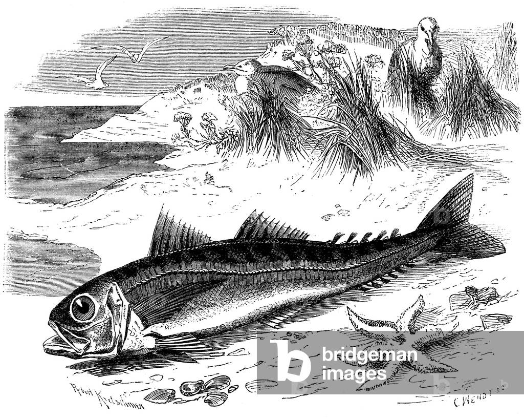 Mackerel